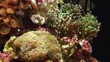 Kinetis MCUs Enables Smart Aquarium by EcoTech Marine